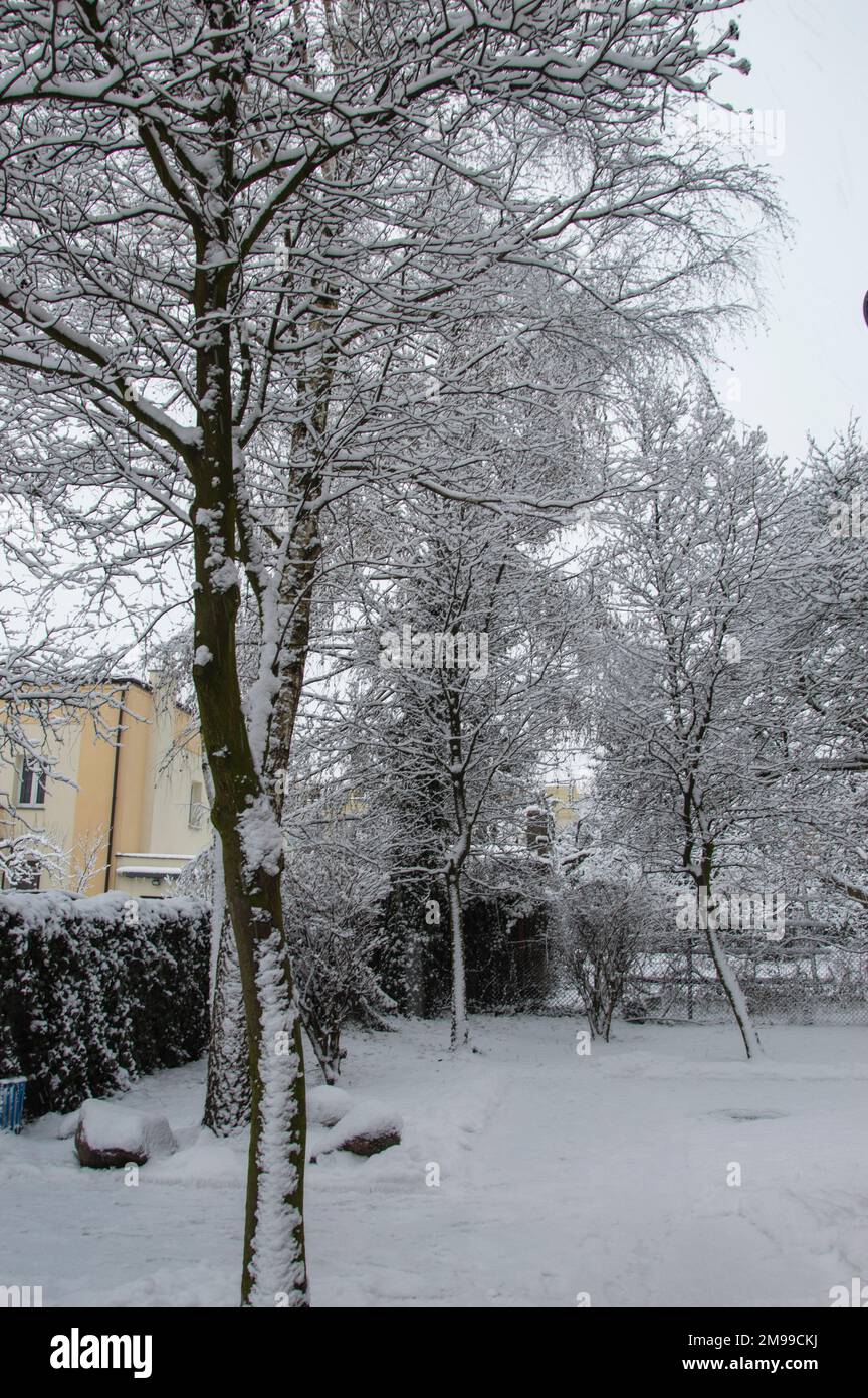 Alberi innevati e case residenziali in una giornata invernale cupa. Foto Stock