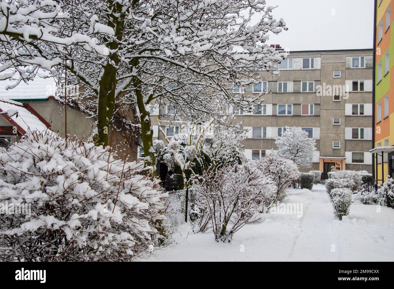 Alberi innevati e case residenziali in una giornata invernale cupa. Foto Stock