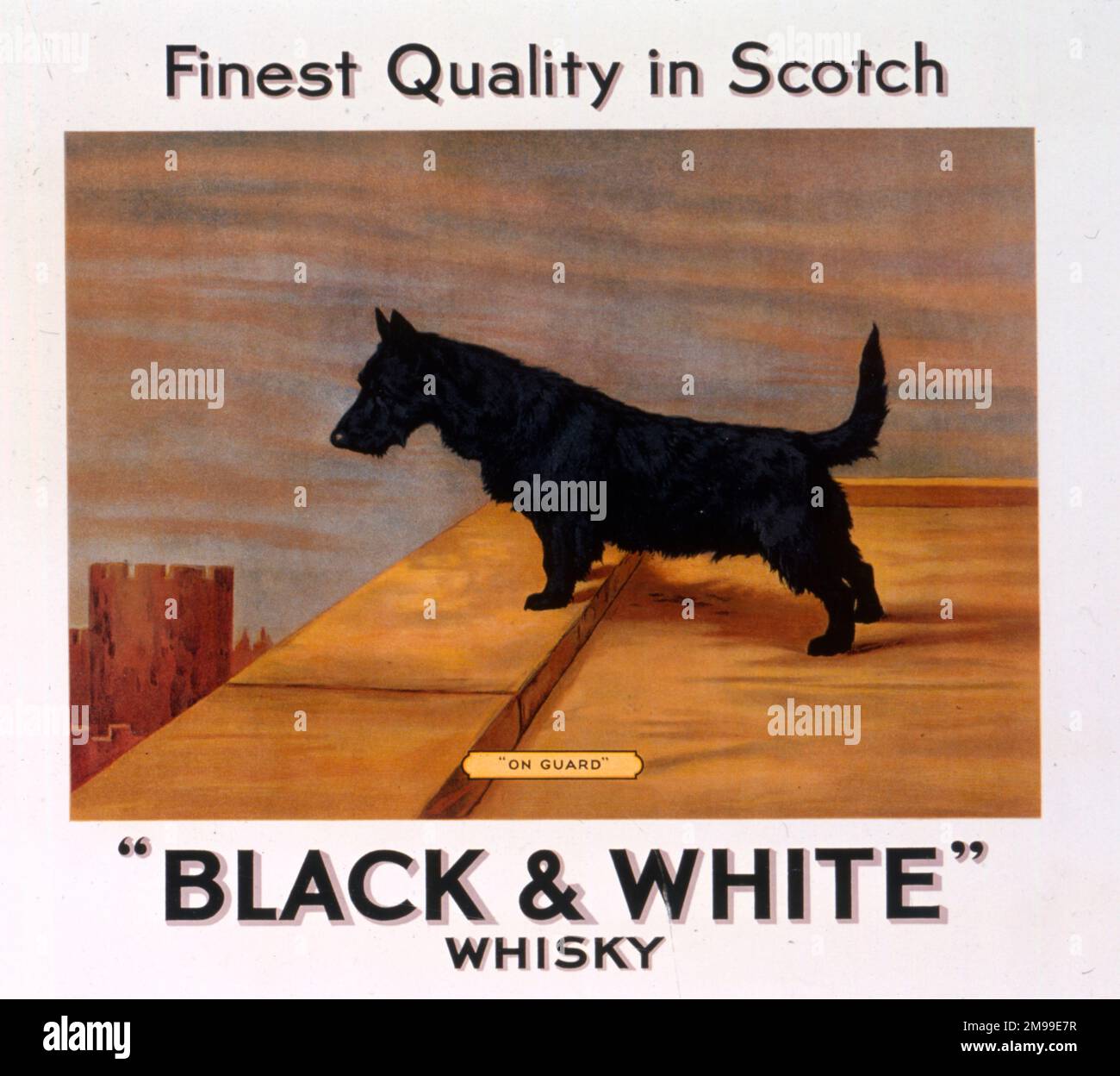 Showcard pubblicitaria, cane scozzese, whisky scozzese bianco e nero di Buchanan. Foto Stock