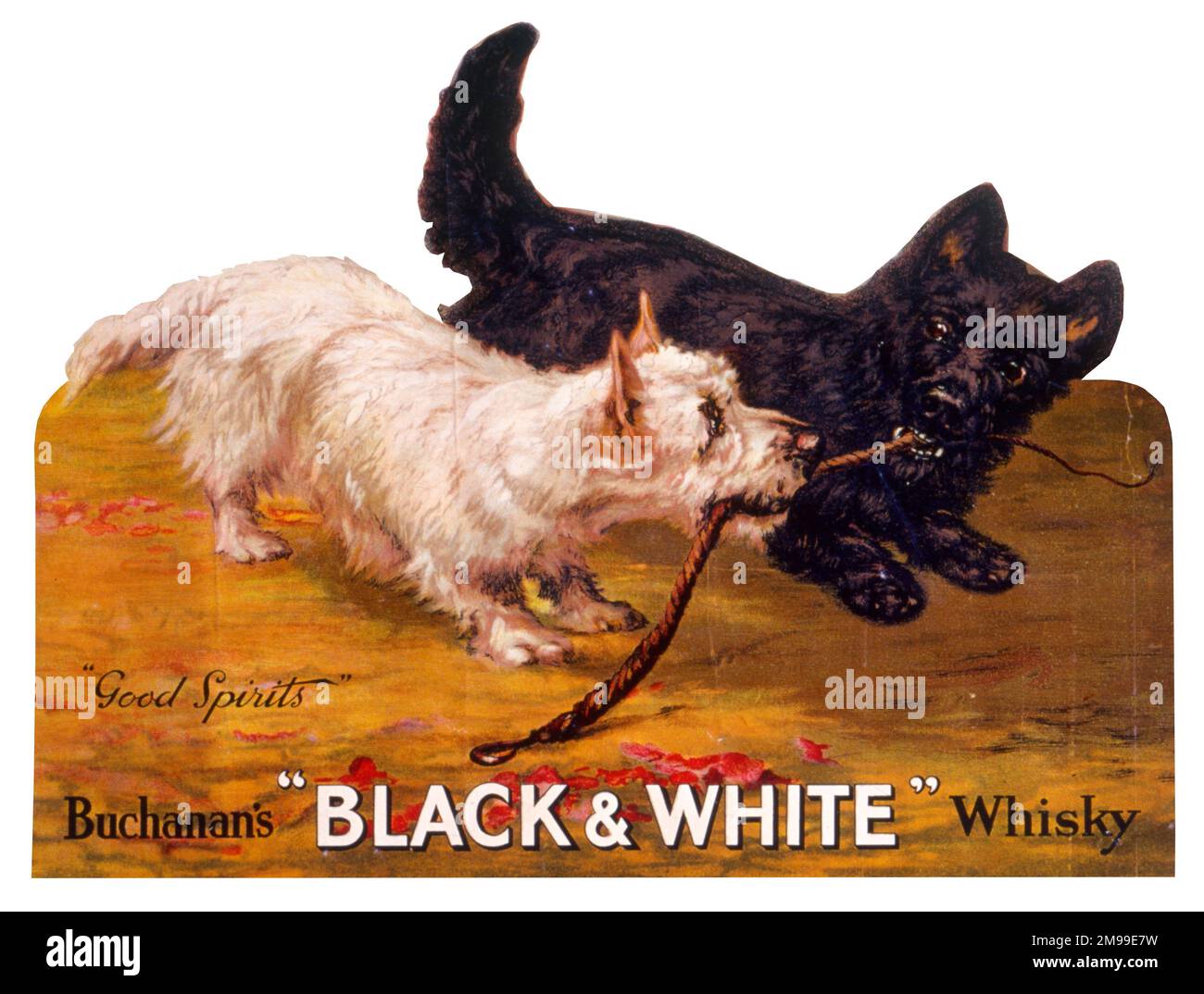 Showcard pubblicitaria, Scozzesi in bianco e nero e cani di corriere delle Highland occidentali, Whisky di Buchanan. Foto Stock