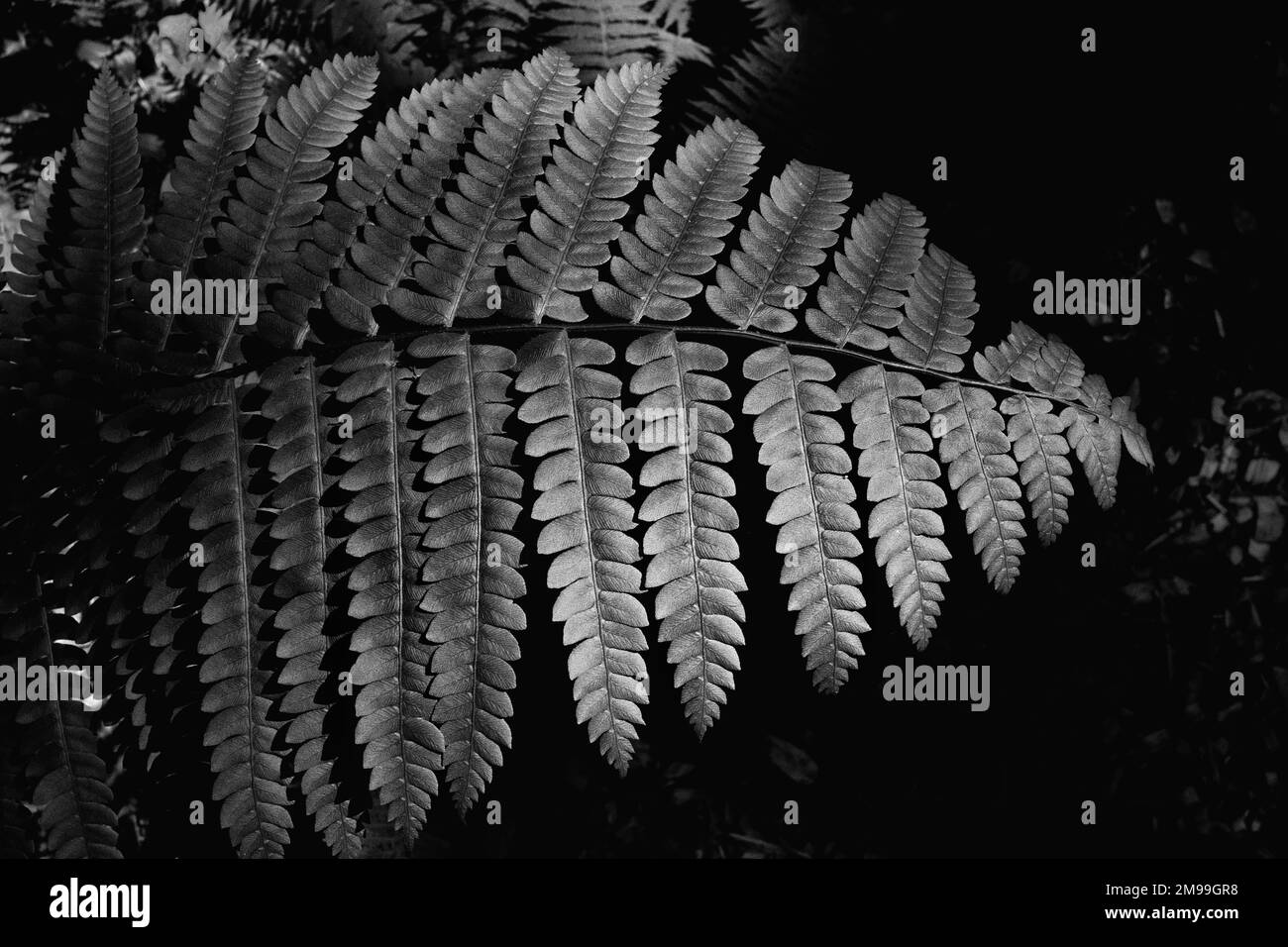 Foglia di Fern con spruzzi di luce solare Foto Stock