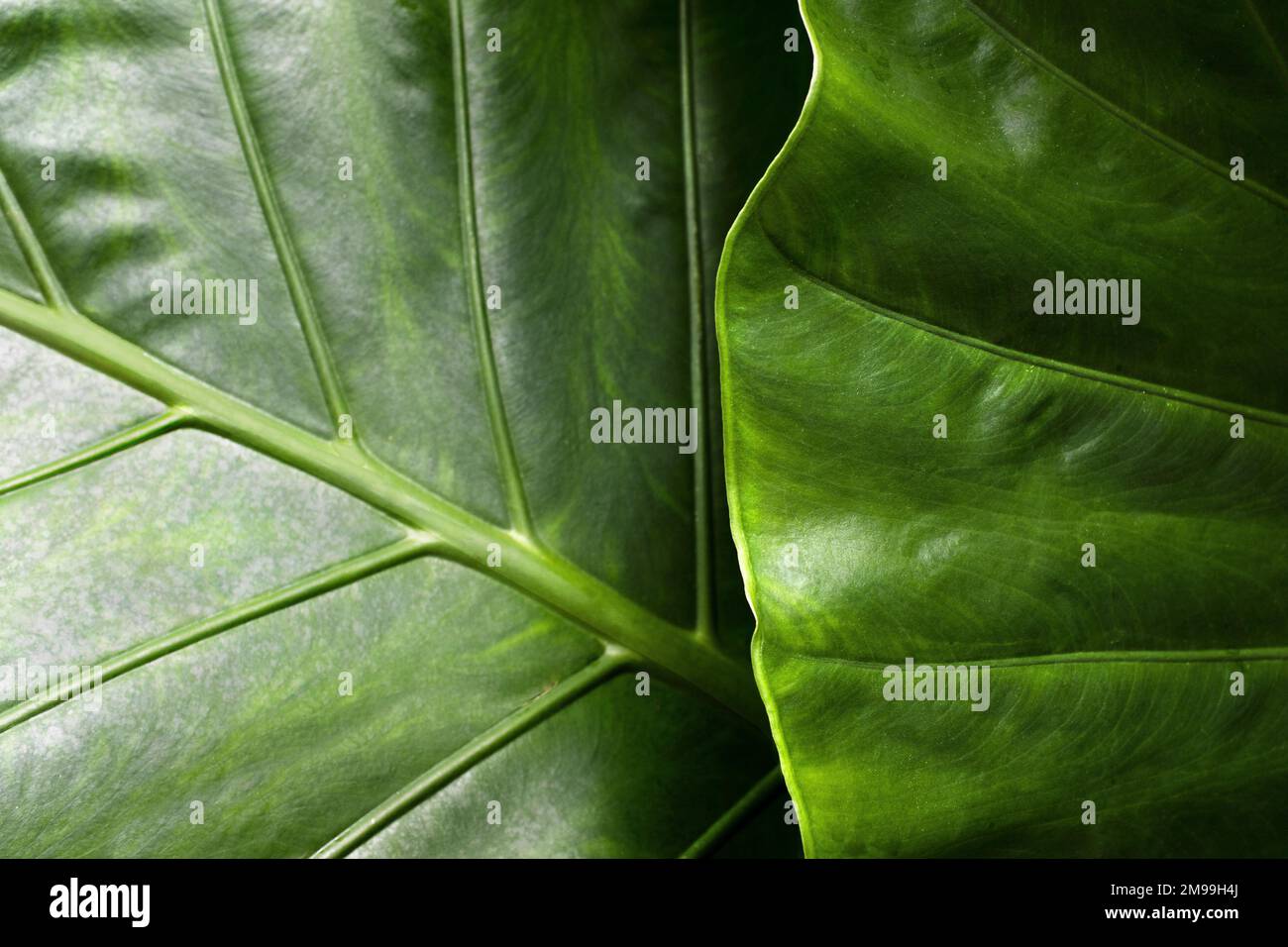 Primo piano dettaglio di due grandi foglie verdi Foto Stock