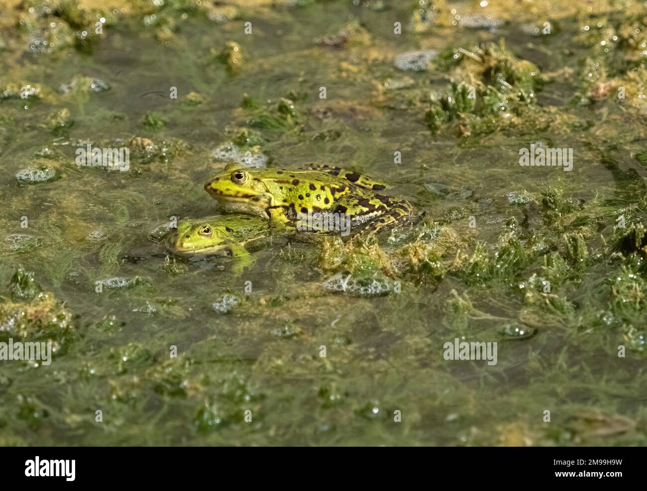 Rane animali di accoppiamento estate Grosskochberg turingia Foto Stock