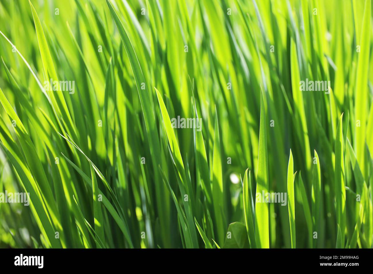 Erba verde chiaro alla luce del sole, sfondo sfocato. Fresca natura primaverile o estiva, prato soleggiato Foto Stock