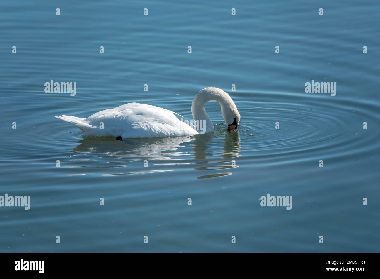 elegante cigno con becco immerso in acqua alla ricerca di cibo Foto Stock