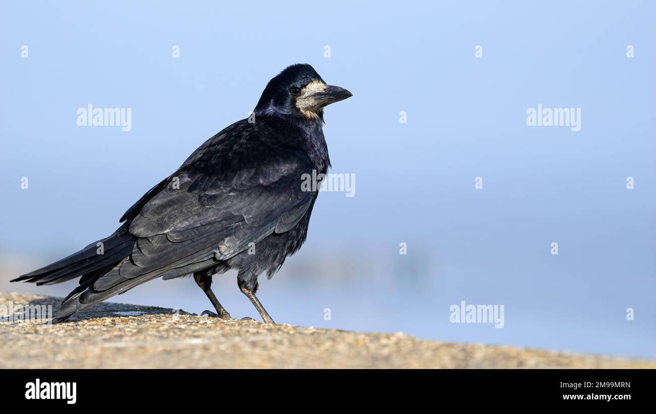 Rook Foto Stock