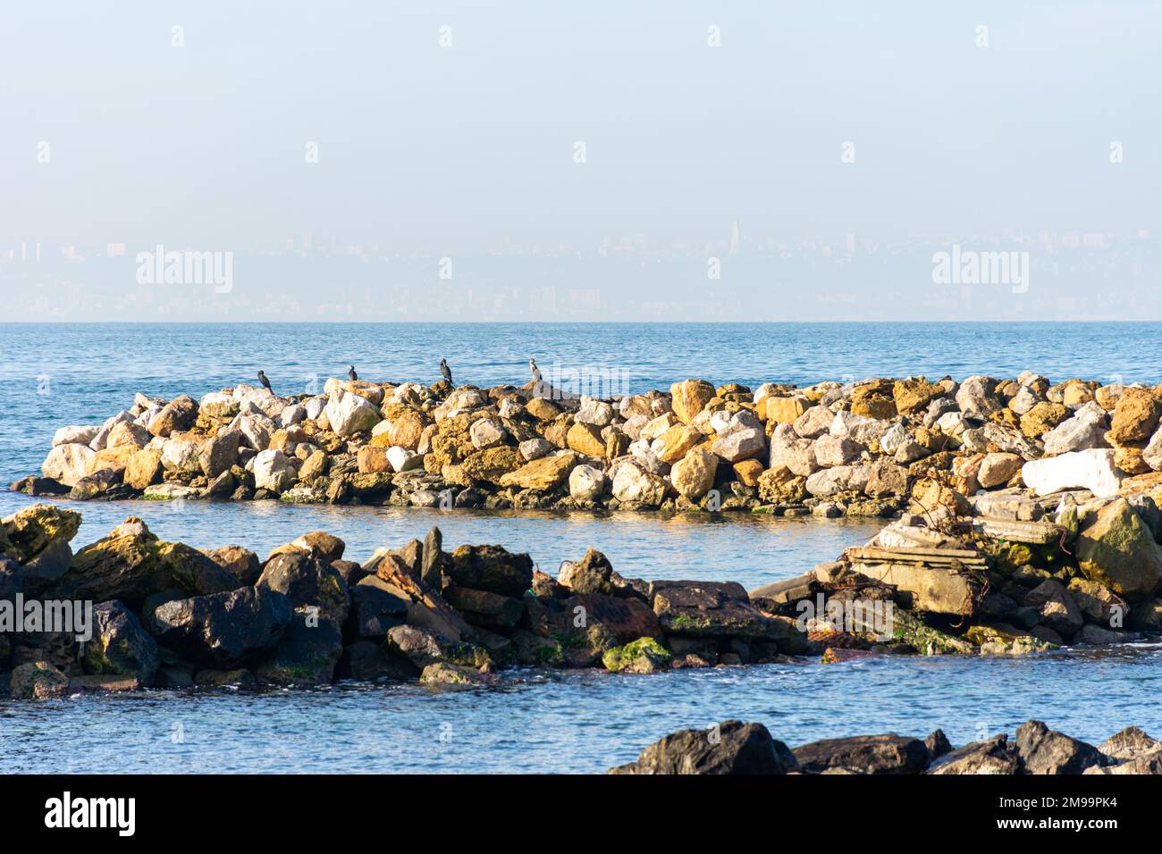 Gabbiani uccelli sulle rocce del Mediterraneo. Foto Stock