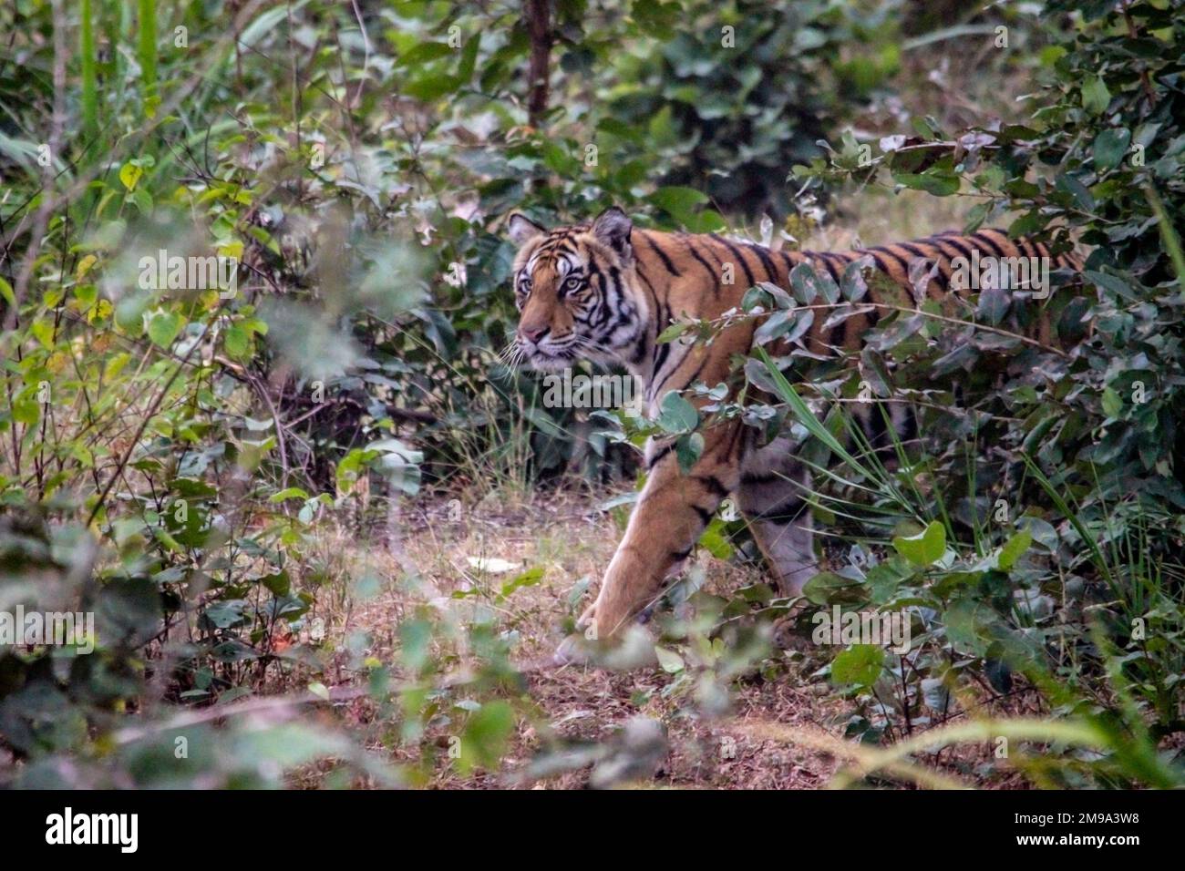 Un fantastico primo piano di una bellissima enorme tigre selvaggia Foto Stock