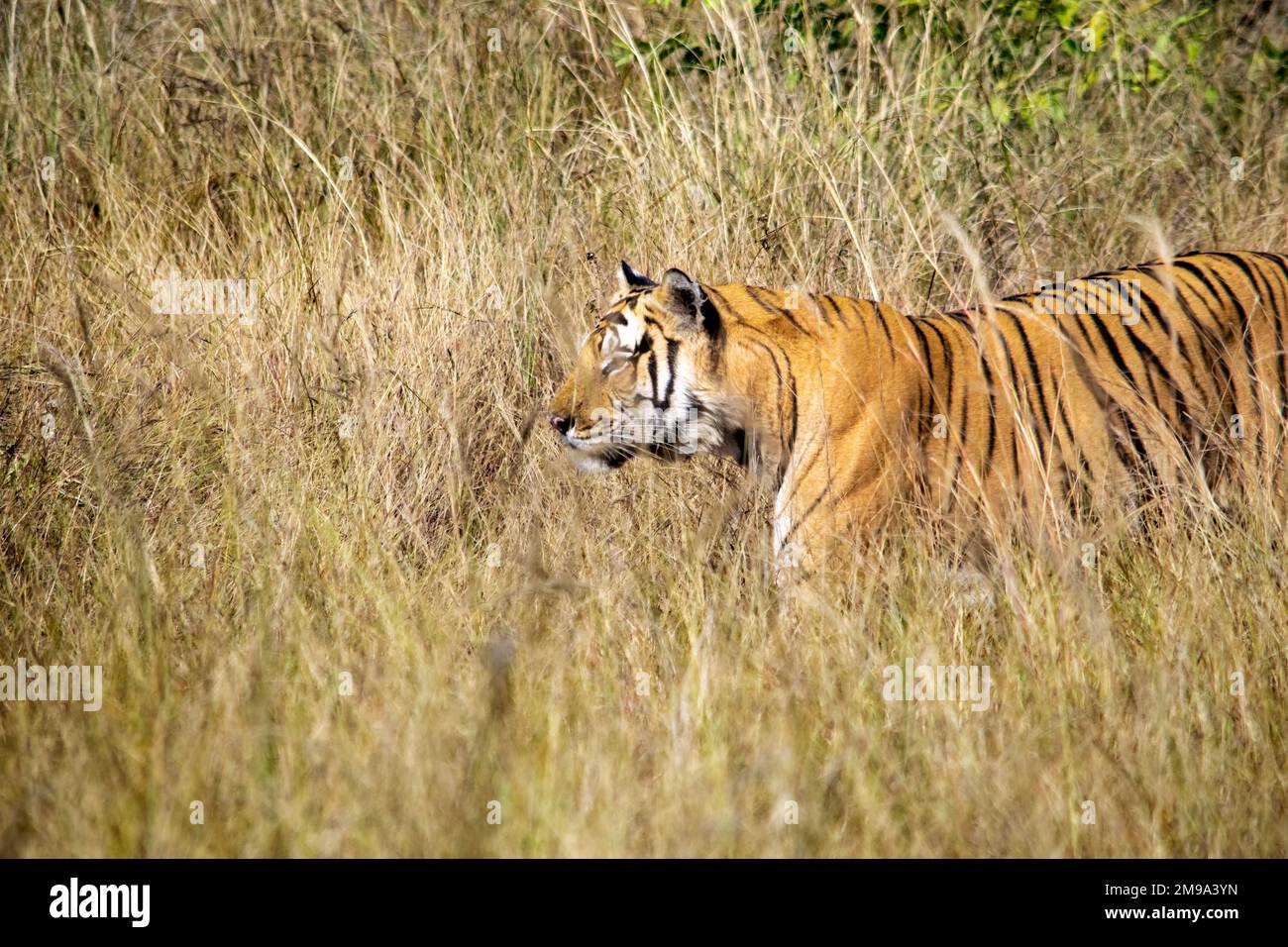 Un fantastico primo piano di una bellissima enorme tigre selvaggia Foto Stock