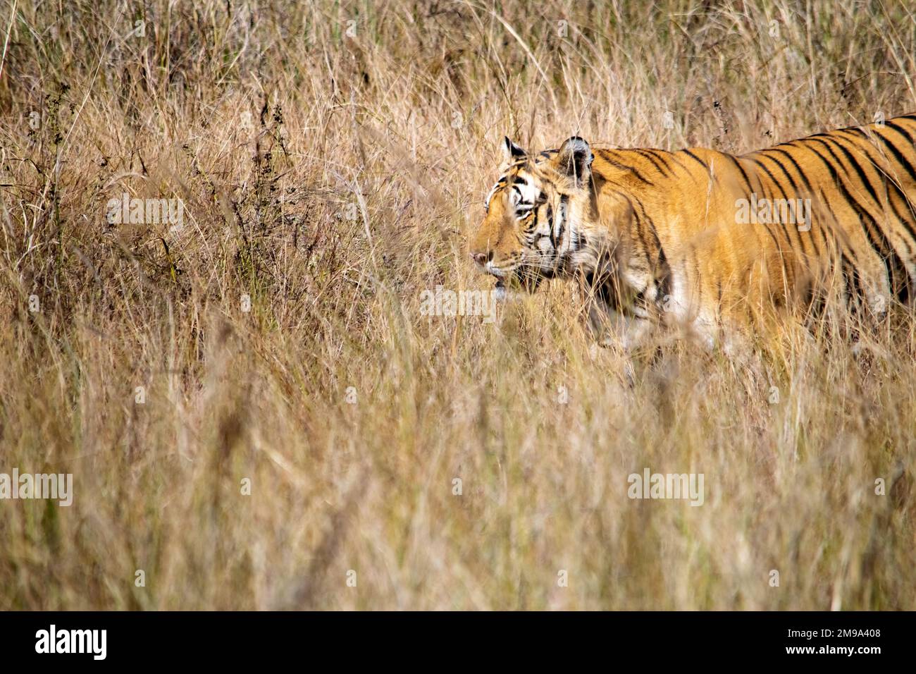 Un fantastico primo piano di una bellissima enorme tigre selvaggia Foto Stock