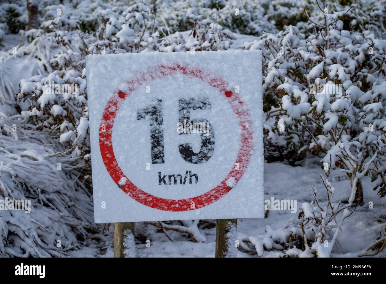 Cartello del limite di velocità coperto dalla neve d'inverno Foto Stock