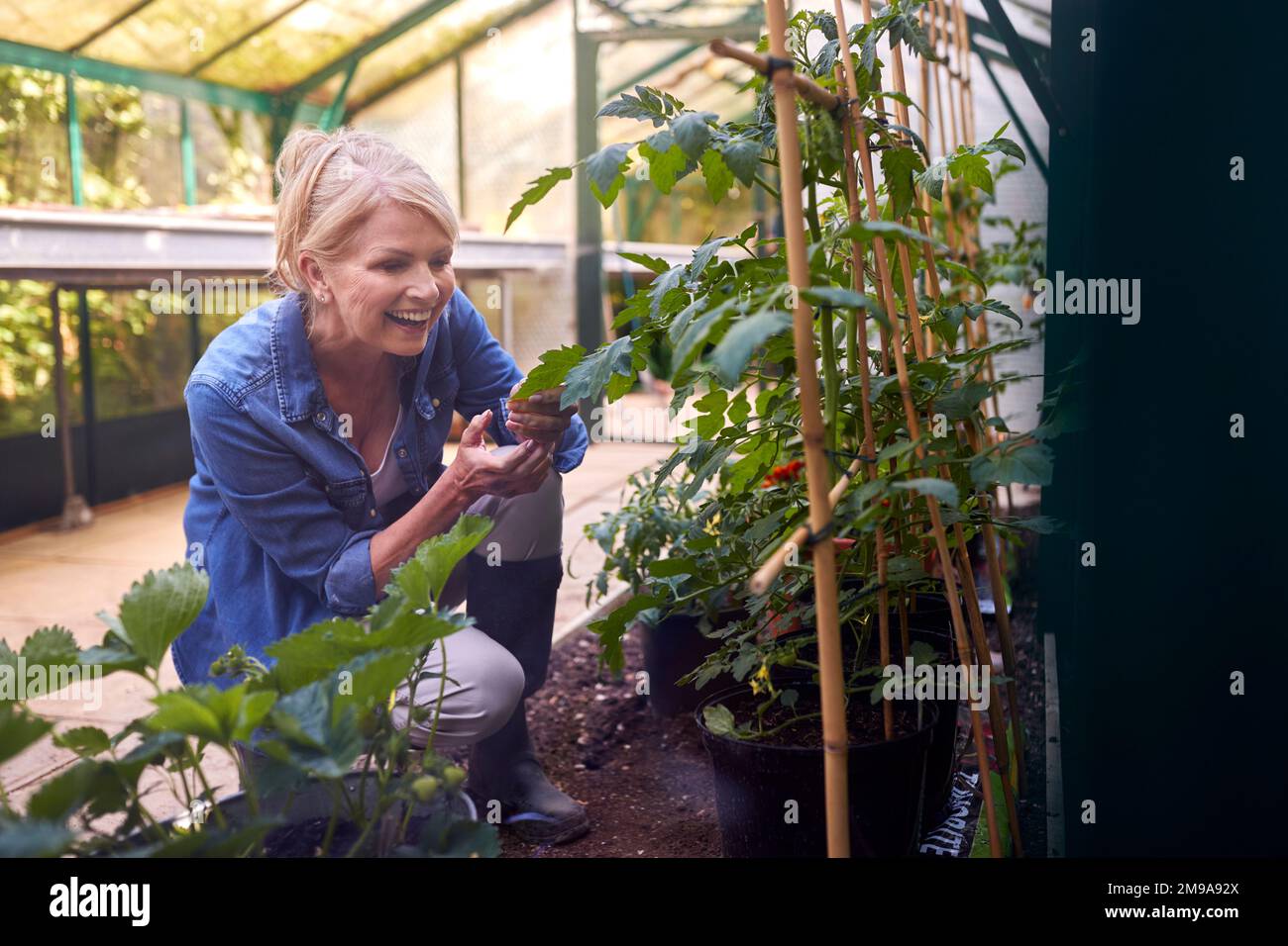 Donna matura che cresce pomodori in serra a casa Foto Stock