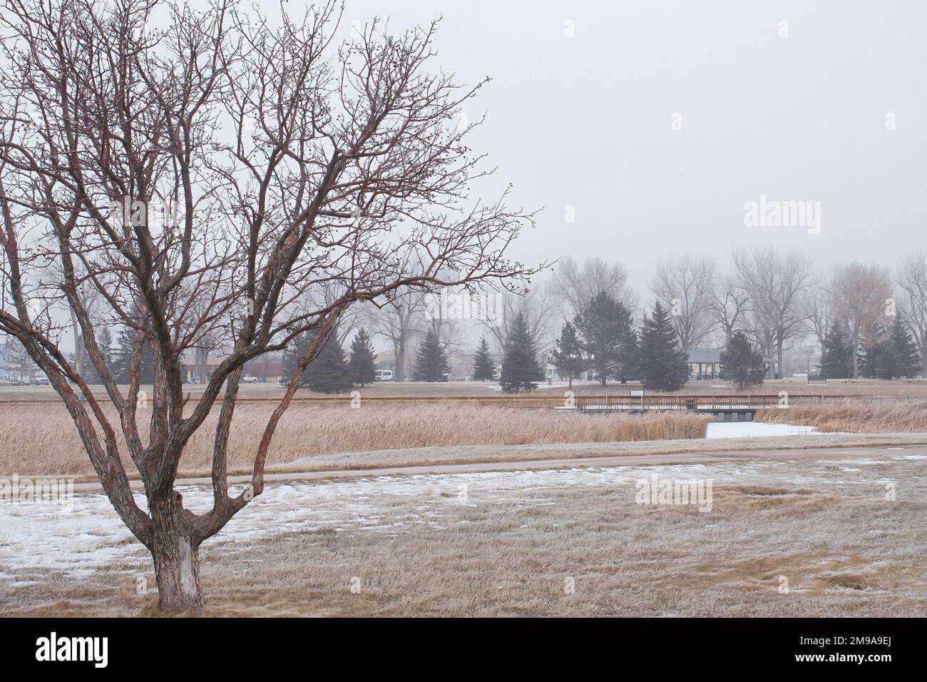 Gillette, Wyoming - 25 gennaio 2021: Albero nel Dalbey Memorial Park in una fredda giornata invernale a Gillette, Wyoming. Foto Stock