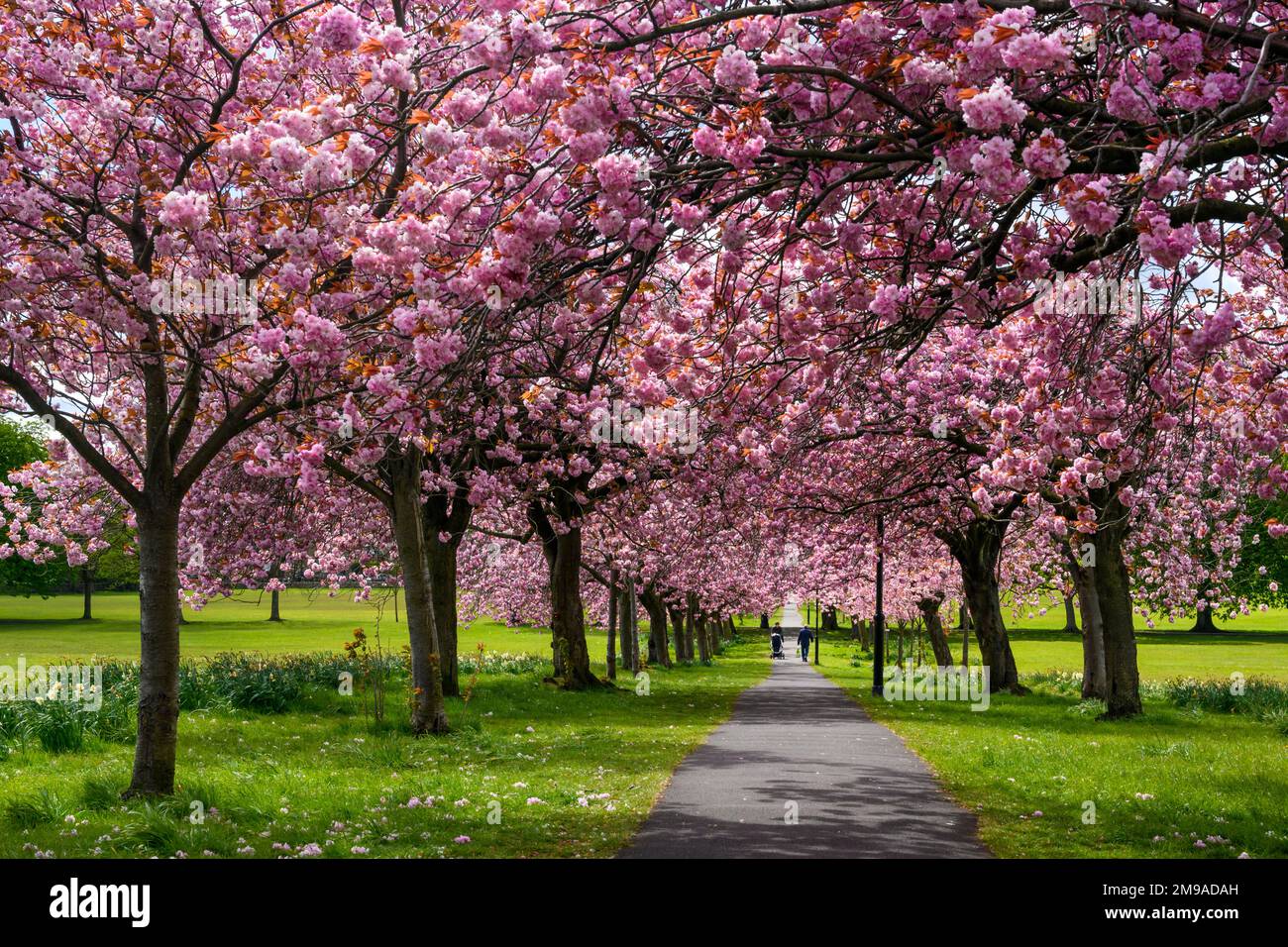 Viale panoramico albero (fiori colorati rosa, fioritura in fiore, rami che si stendono a sbalzo sentiero, giorno di primavera soleggiata-out) - il randagio, Harrogate, Inghilterra UK. Foto Stock