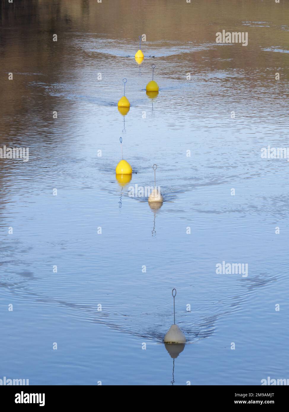 Boe gialle e bianche che galleggiano nella corrente sulla superficie d'acqua di un fiume Foto Stock