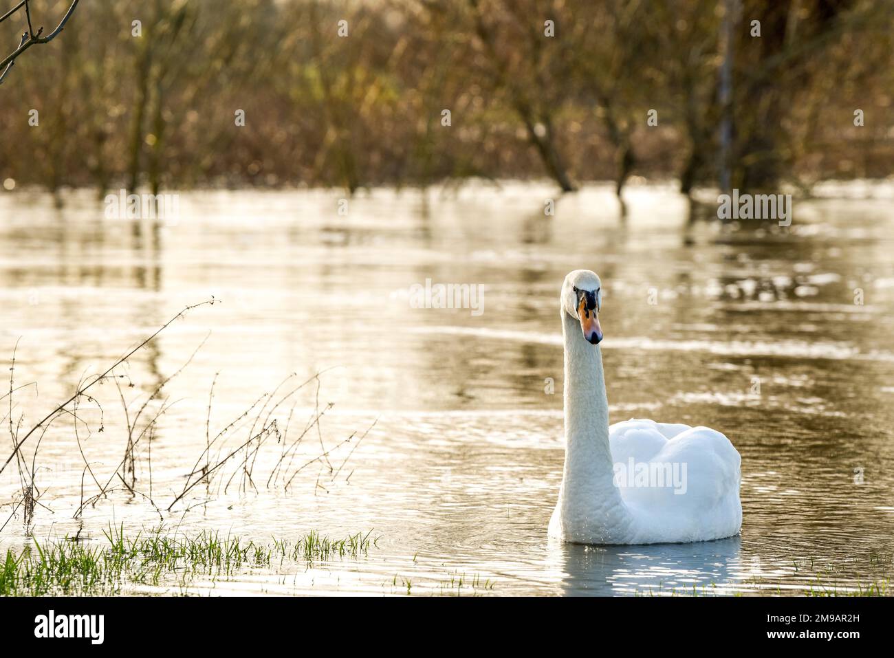 Cigno bianco alla luce serale del tramonto su un lago Foto Stock