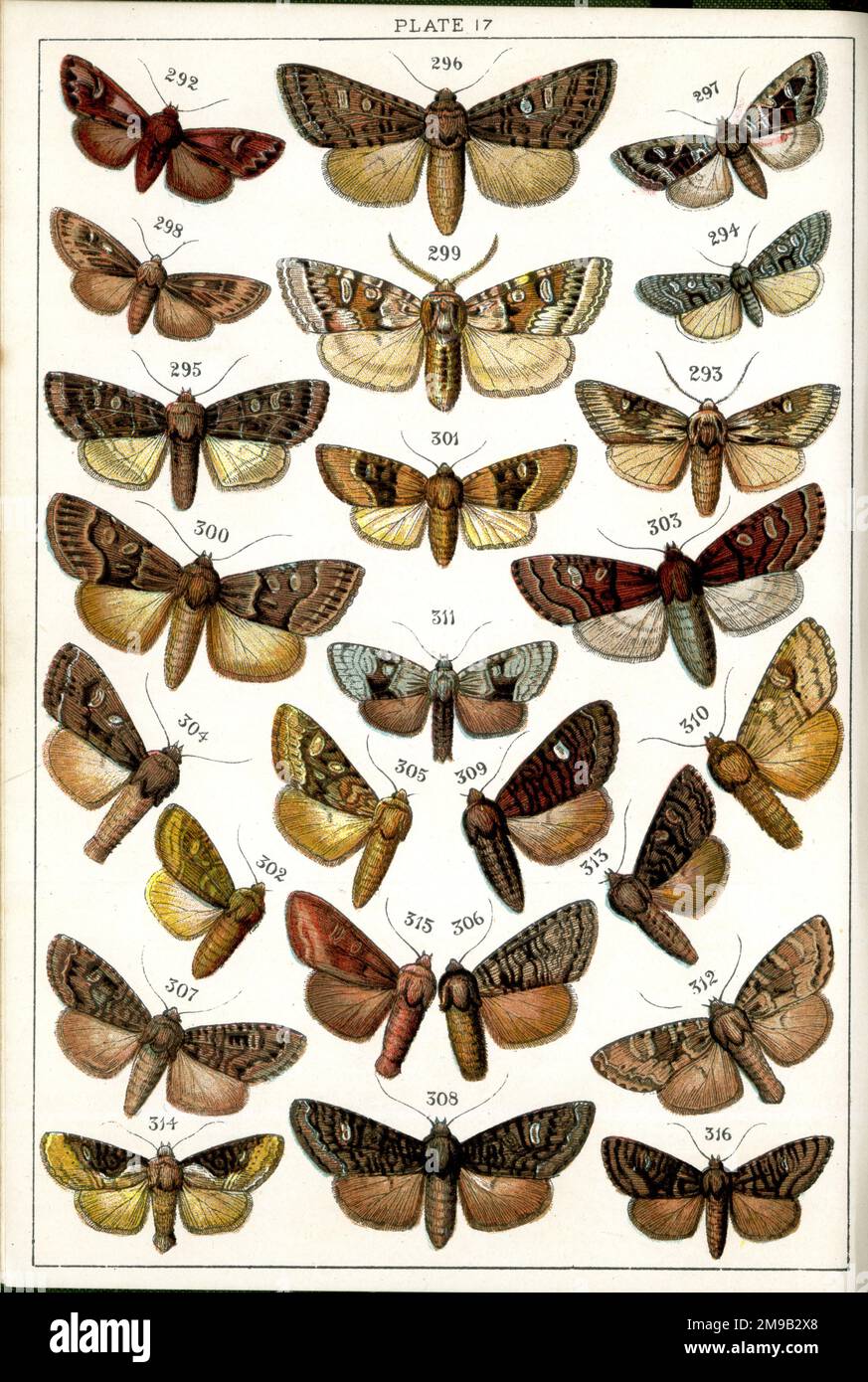 Farfalle e Mothes, piatto 17, noctuae, Acameidae. Foto Stock
