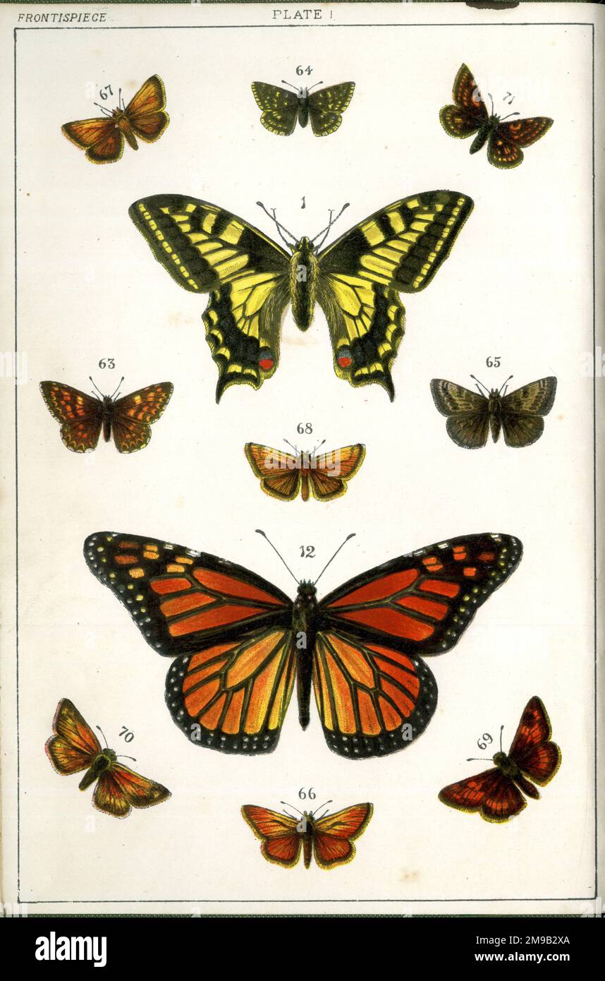 Farfalle e Moths, piastra 1, Papiliones, Papilionidae, Nymphalidae, Erycinidae, Hesperidae. Foto Stock