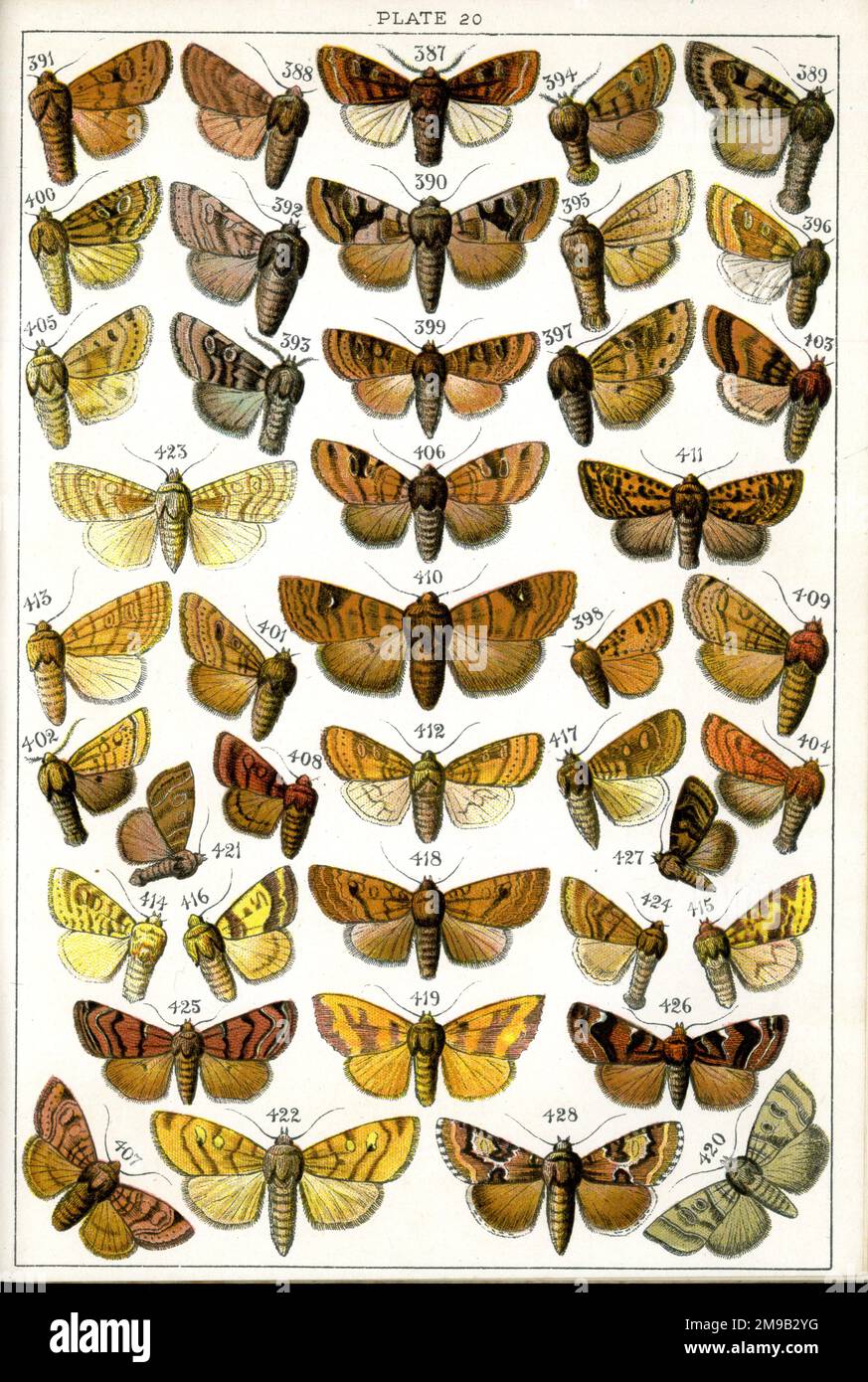 Farfalle e Mothes, piatto 20, noctuae, Ortosiidae, Cosmiidae, Hadenidae. Foto Stock