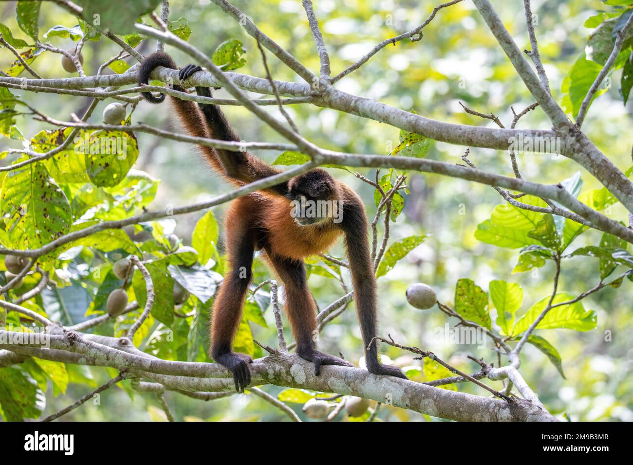 La scimmia ragno di Geoffroy, Ateles geoffroyi Foto Stock