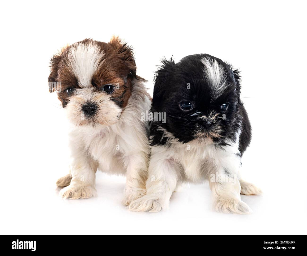 Cuccioli Shih Tzu di fronte a sfondo bianco Foto Stock