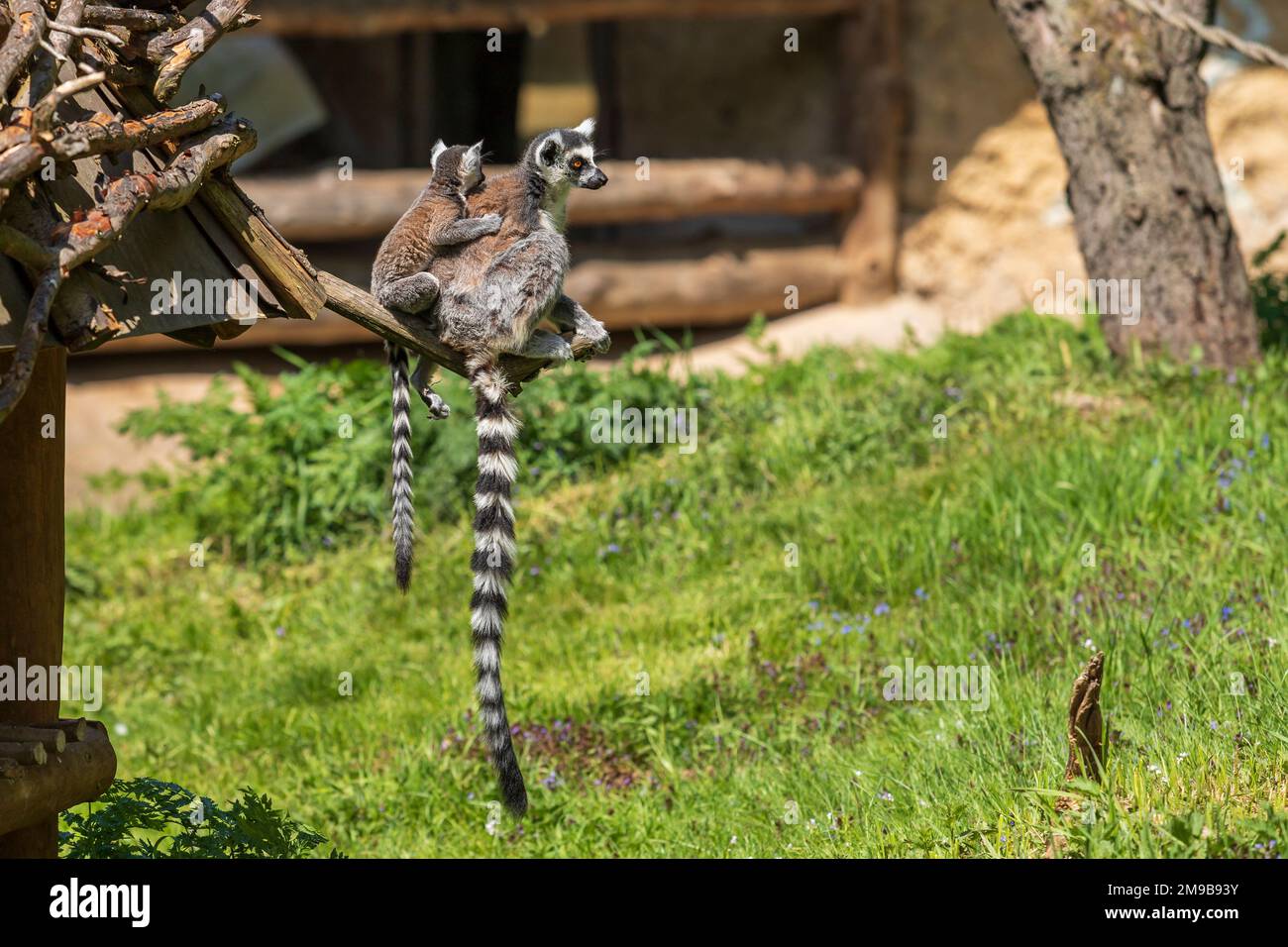 Lemur dalla coda ad anello con un cucciolo seduto nei rami. La femmina ha la sua giovane. Foto Stock