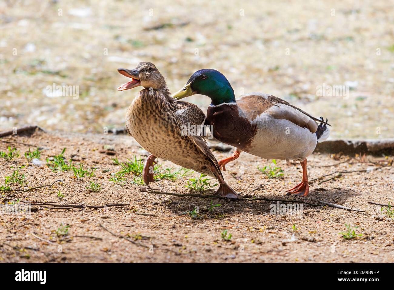 L'anatra insegue l'anatra, la maledice e vuole accoppiarsi. Le anatre sono vicino allo stagno. Hanno un becco aperto. Foto Stock