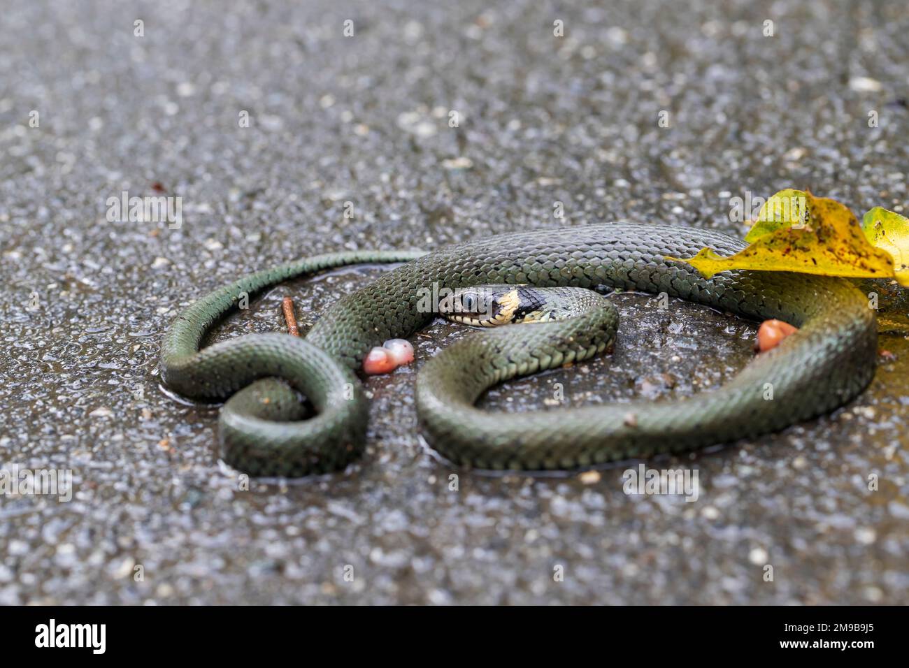 Un serpente morto si trova su un sentiero forestale. Foto Stock