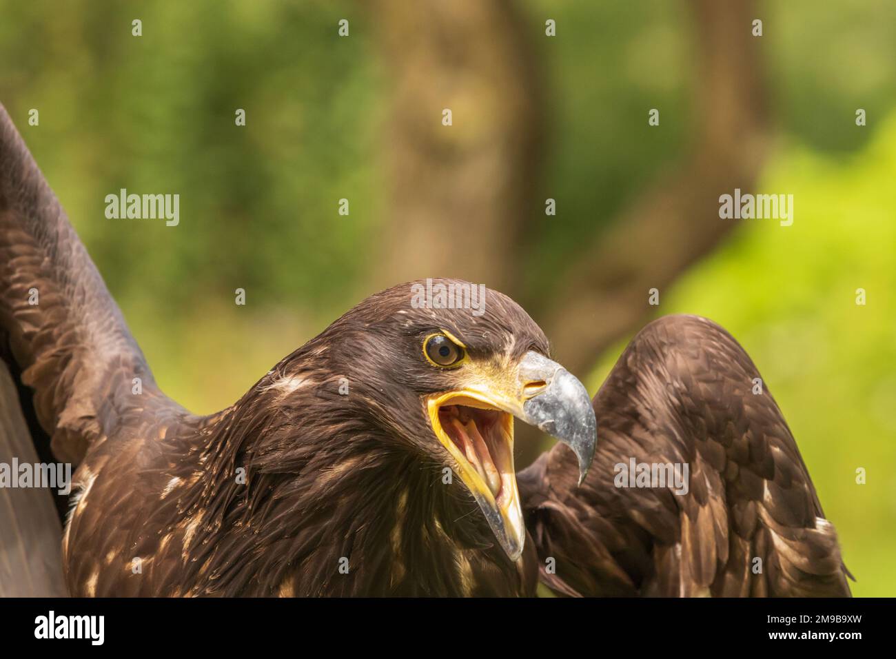 Ritratto di un'aquila giovane calva con becco aperto Foto Stock