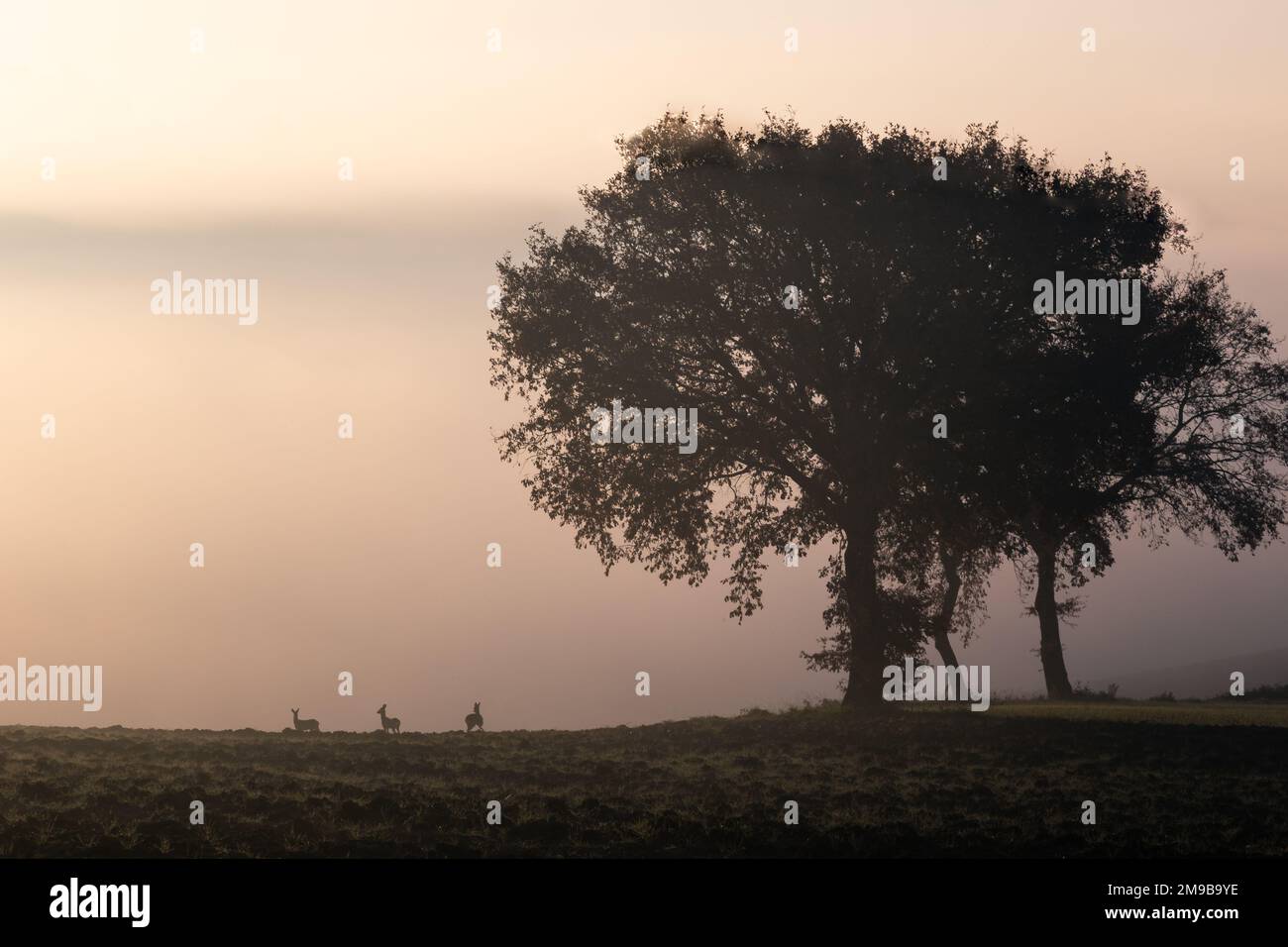 Albero in mezzo alla nebbia all'alba, con capriolo lontano vicino Foto Stock