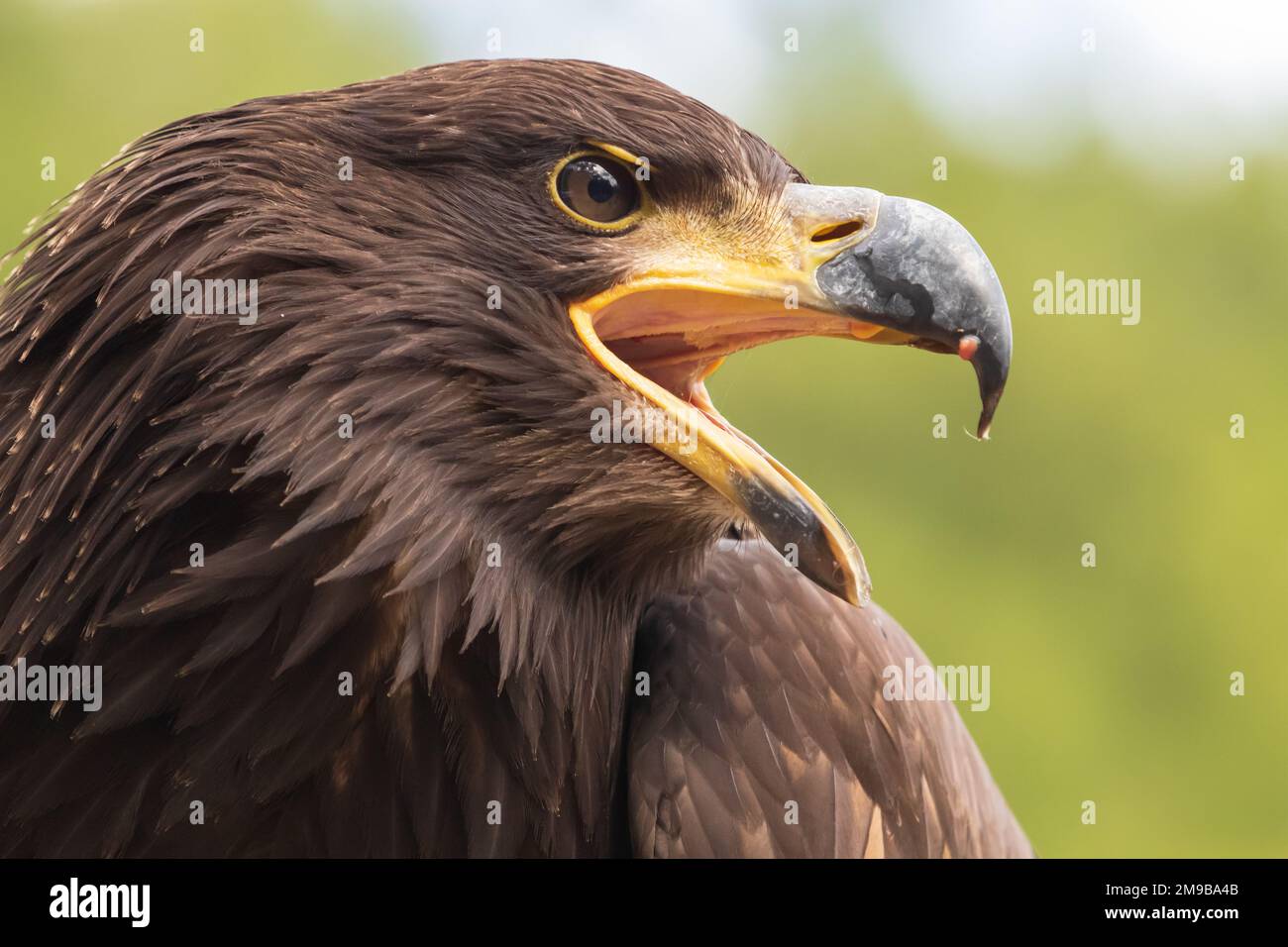 Ritratto di un'aquila giovane calva con becco aperto Foto Stock