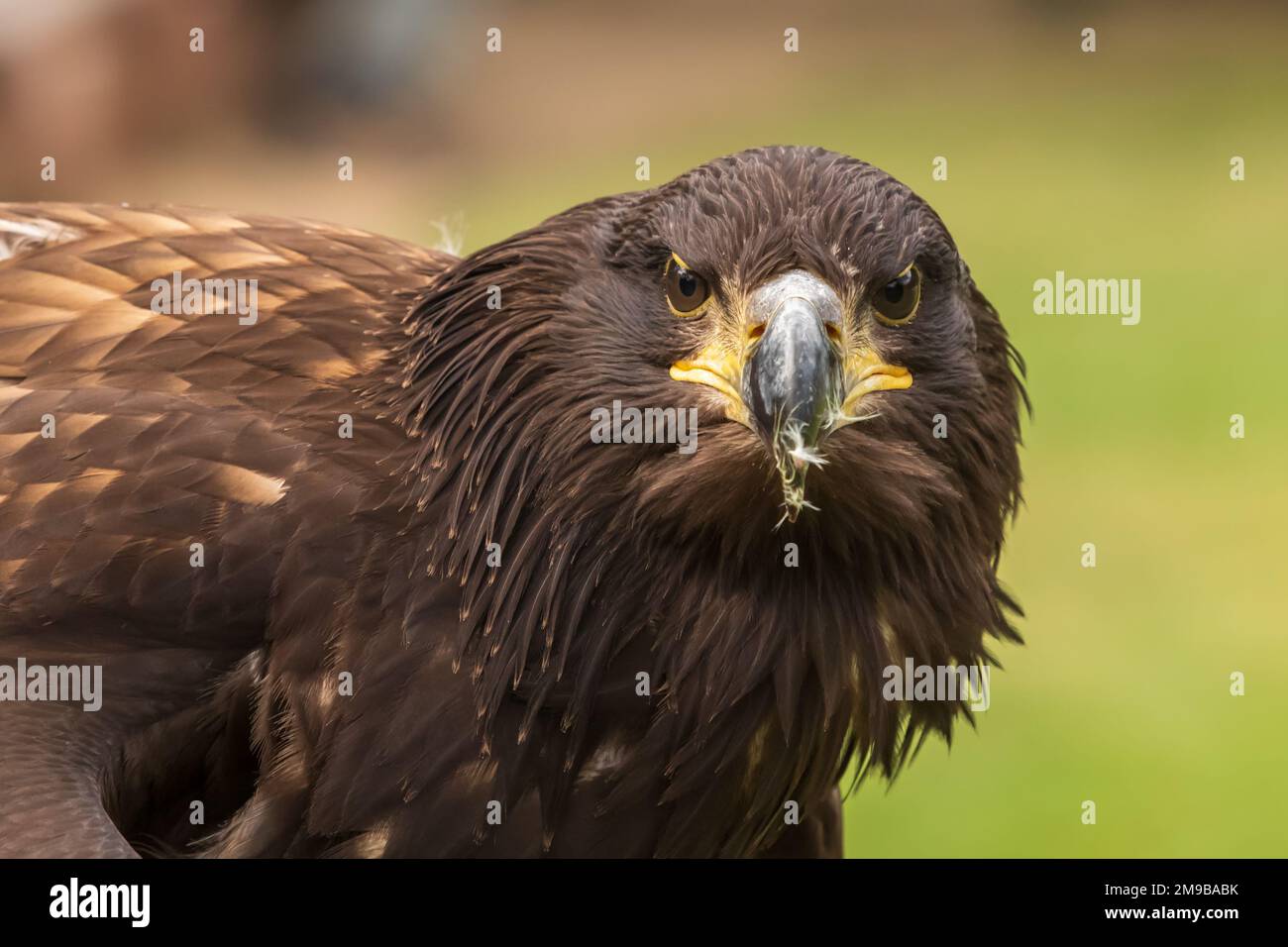 Ritratto di un'aquila giovane calva con becco aperto Foto Stock