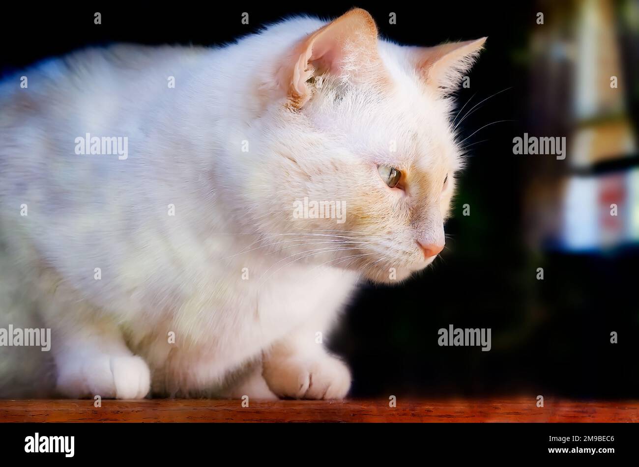 Blue, un gatto siamese a punta di fiamma, guarda fuori una finestra, 15 gennaio 2023, a Coden, Alabama. Foto Stock