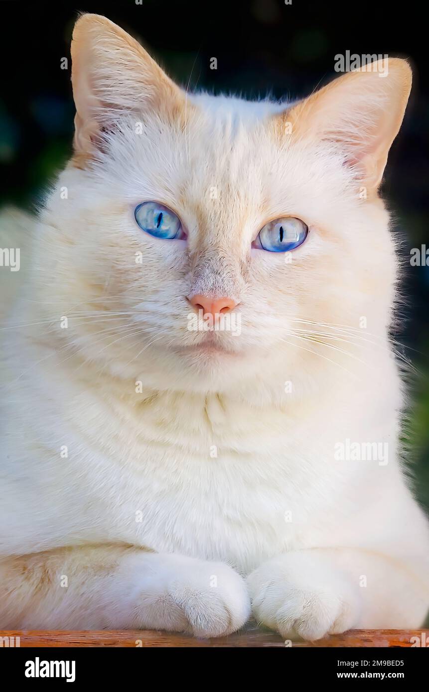 Blue, un gatto siamese a punta di fiamma, guarda fuori una finestra, 15 gennaio 2023, a Coden, Alabama. Foto Stock