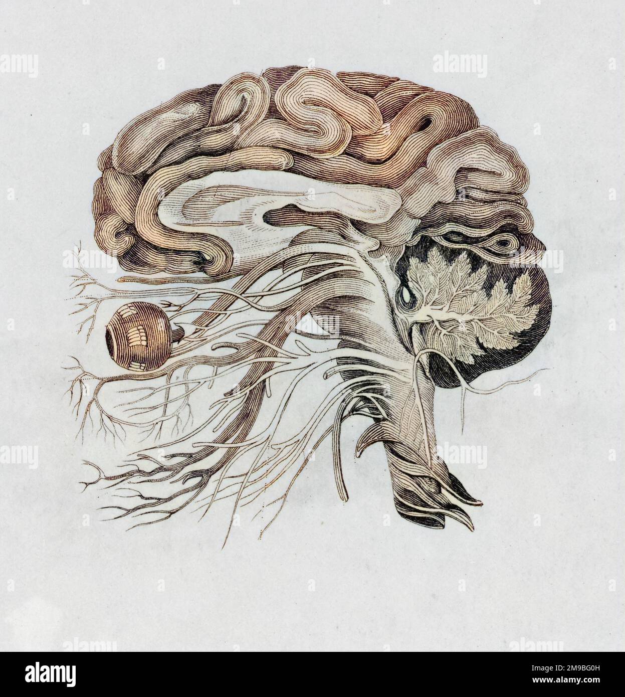 Una vista laterale Foto Stock