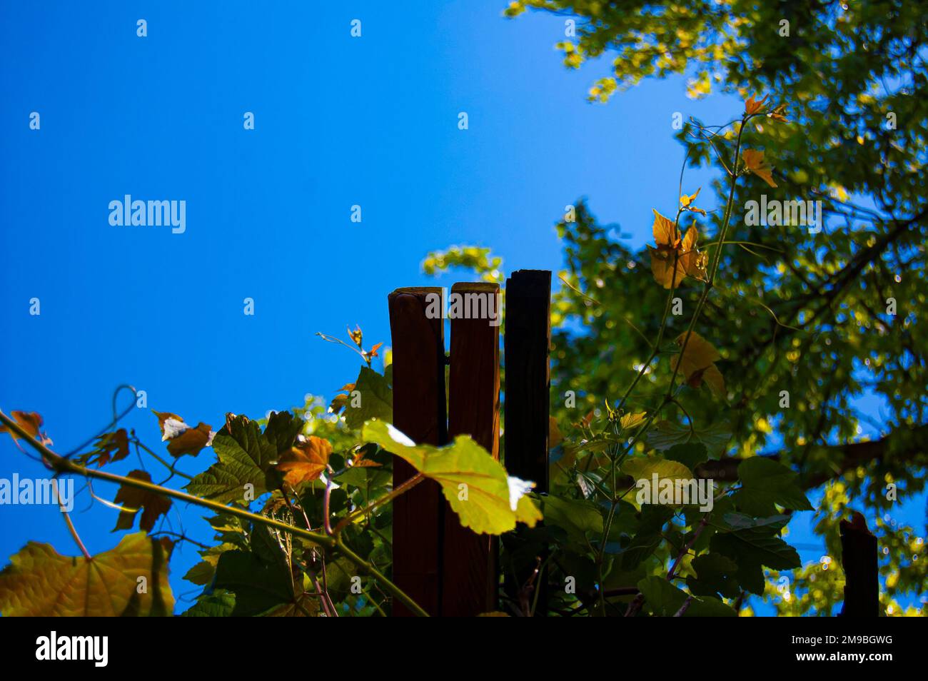 Ivy che cresce su Arbor sotto il grande albero e cielo blu chiaro Foto Stock