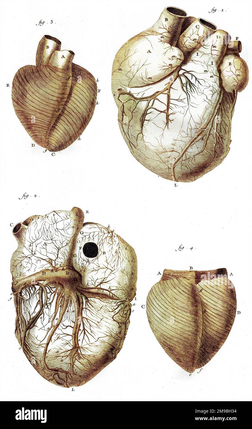 ANATOMIA DEL CUORE secondo Jean-Baptiste Senac Foto Stock