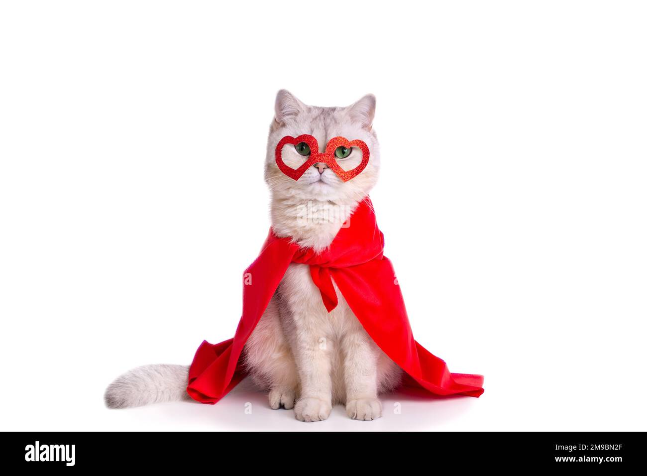 Un gatto bianco siede su sfondo bianco in una maschera rossa sotto forma di cuori e di un mantello rosso. Foto Stock