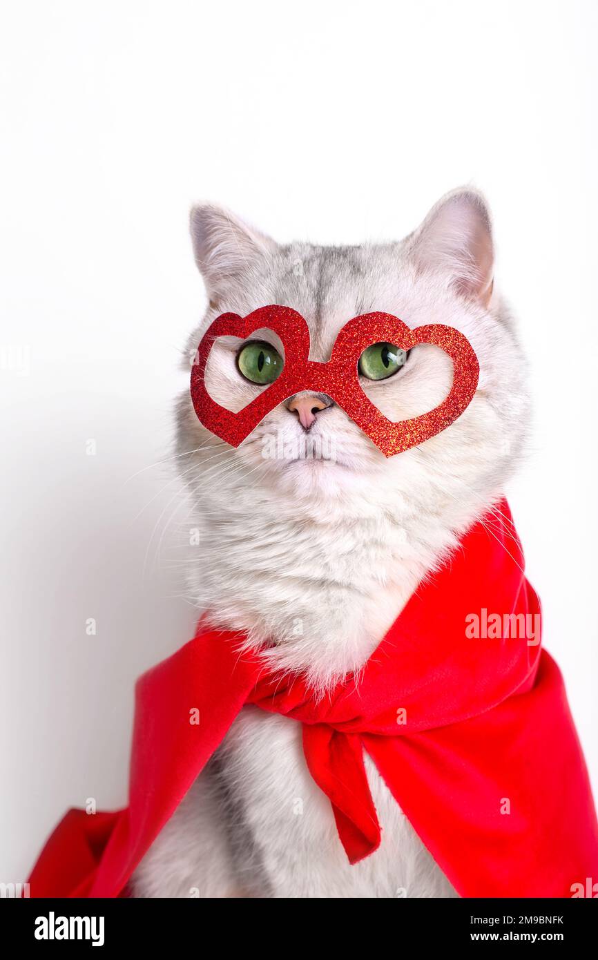 adorabile gatto bianco in una maschera rossa a forma di cuore e un mantello rosso. Foto Stock
