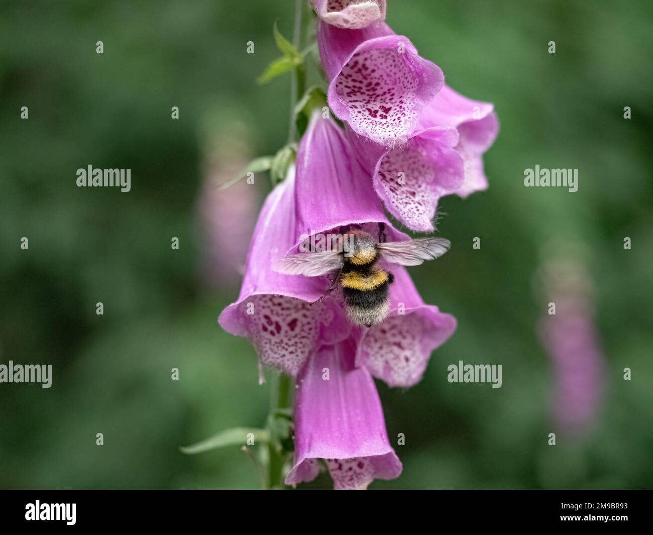 rosso foxglove primo piano natura bumblebee insetti estate thuringia fiore fauna Foto Stock