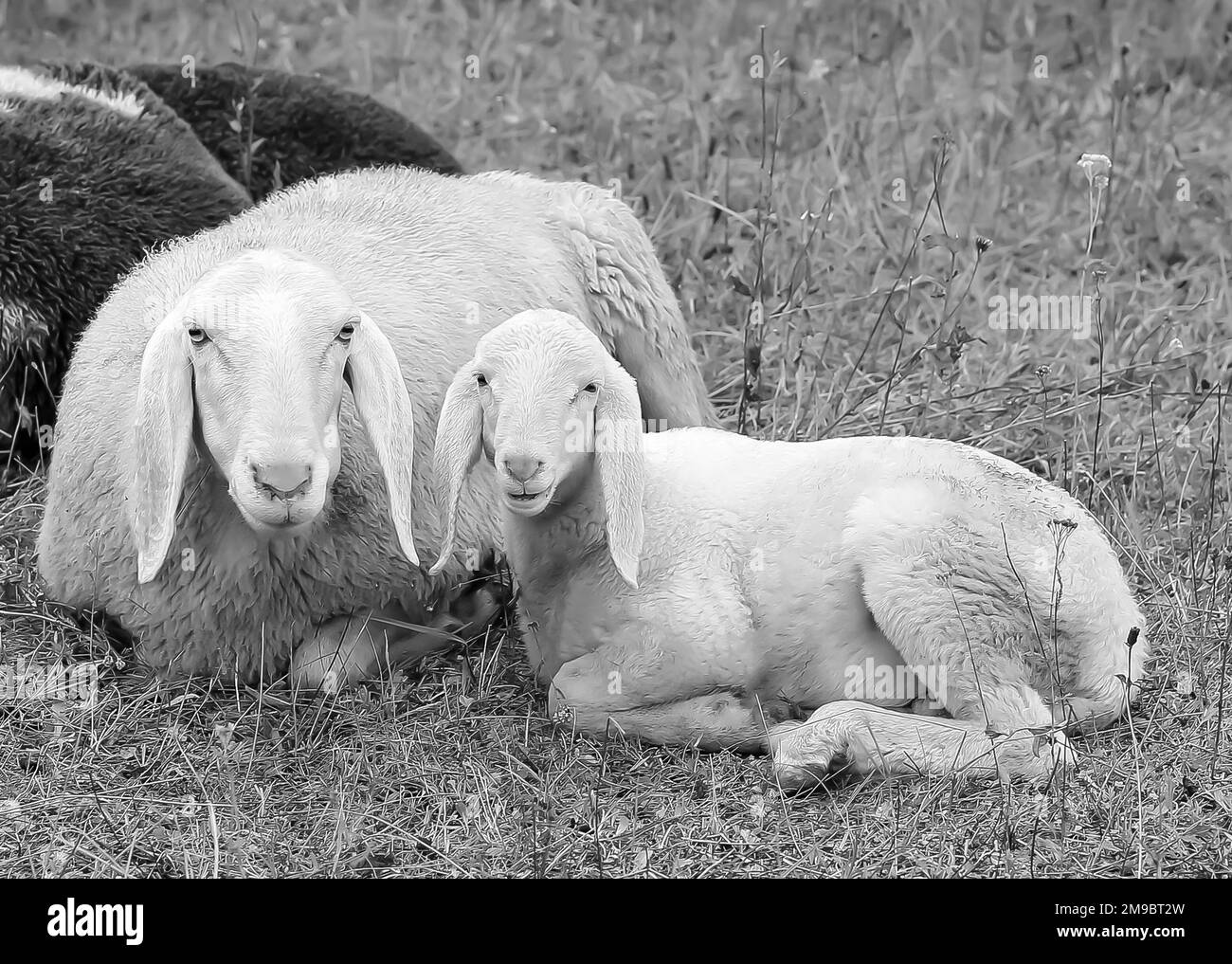 Agnello con sua madre in mezzo al gregge di pecore Foto Stock
