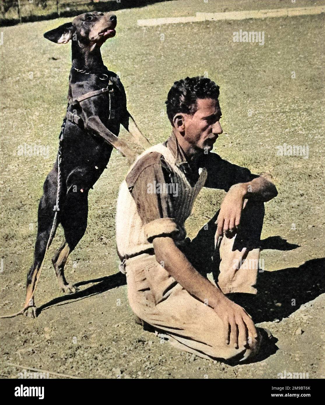 Fotografia che mostra un cane doberman della polizia Palestina, durante l'addestramento, identificando la persona a cui è stato detto di rintracciare, novembre 1945. Foto Stock