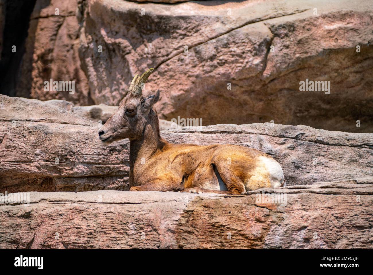 Una grande capra di montagna marrone con corna lunghe sulle rocce in uno zoo Foto Stock