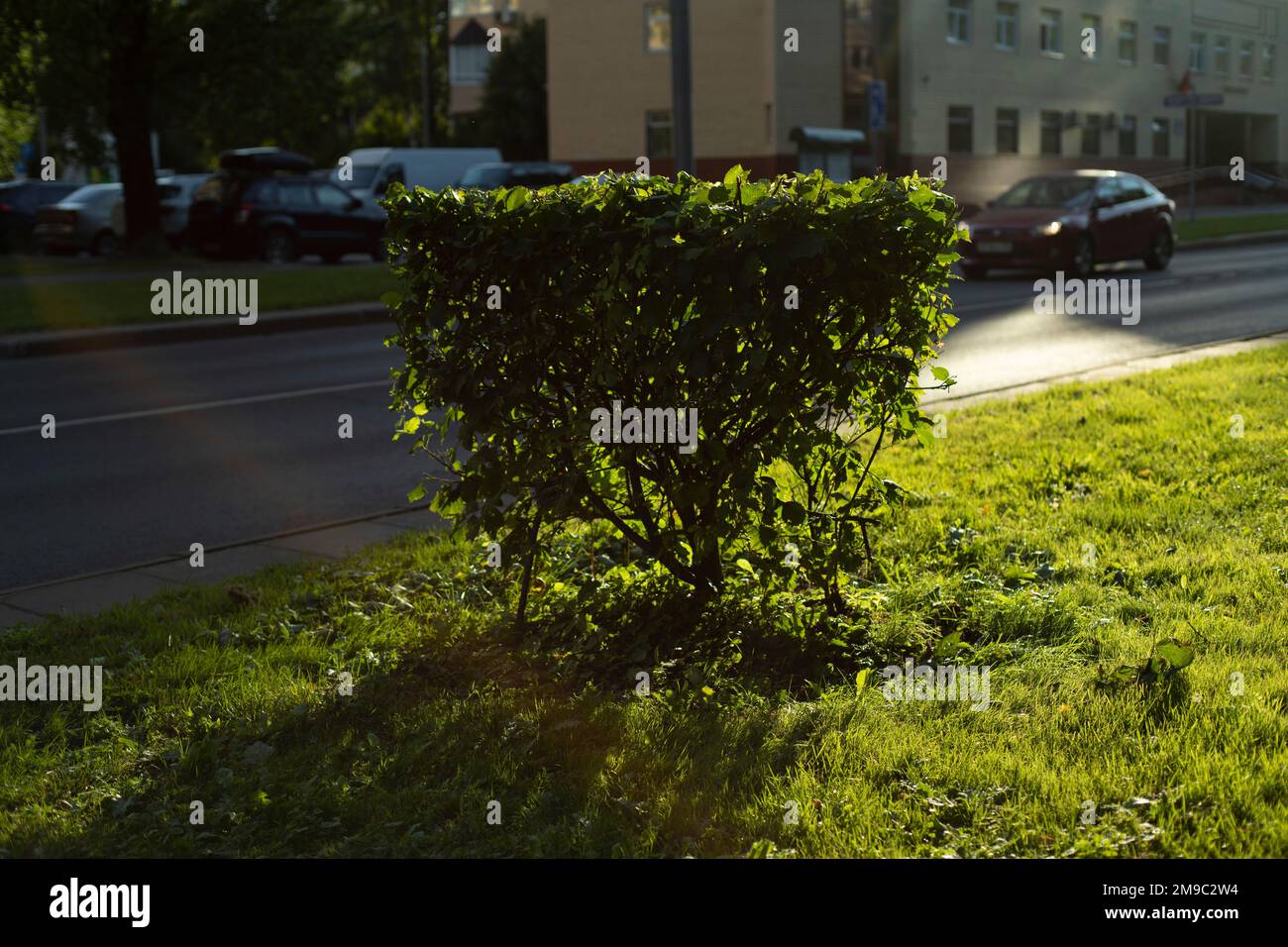 Cespugli in città. Piante su strada. Arbusto e prato. Luce del sole sull'erba. Foto Stock