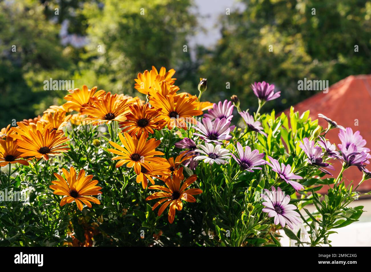 Fiori di Osteospermum luminosi sul davanzale Foto Stock