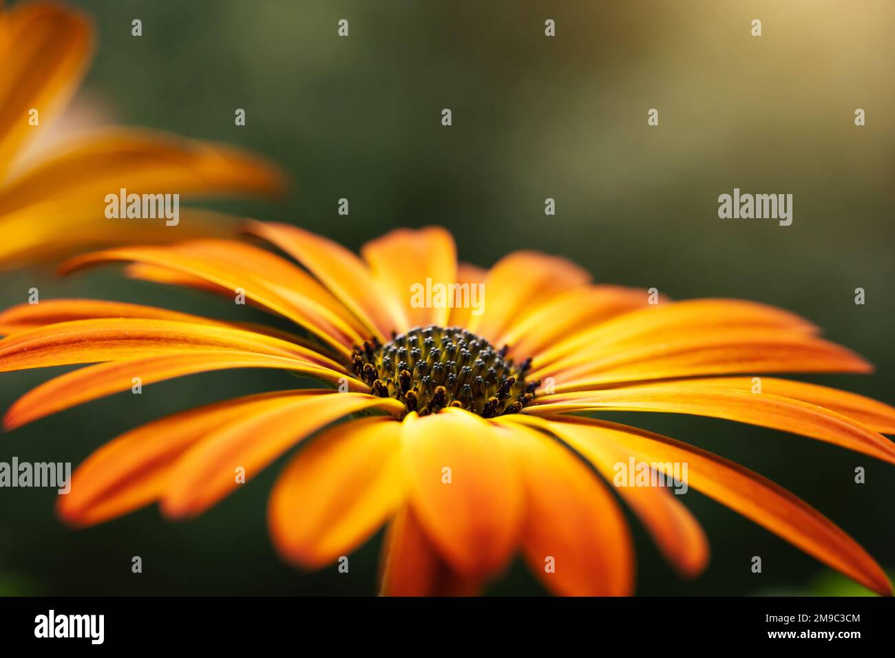 Bellissimo fiore d'arancio Osteospermum Foto Stock