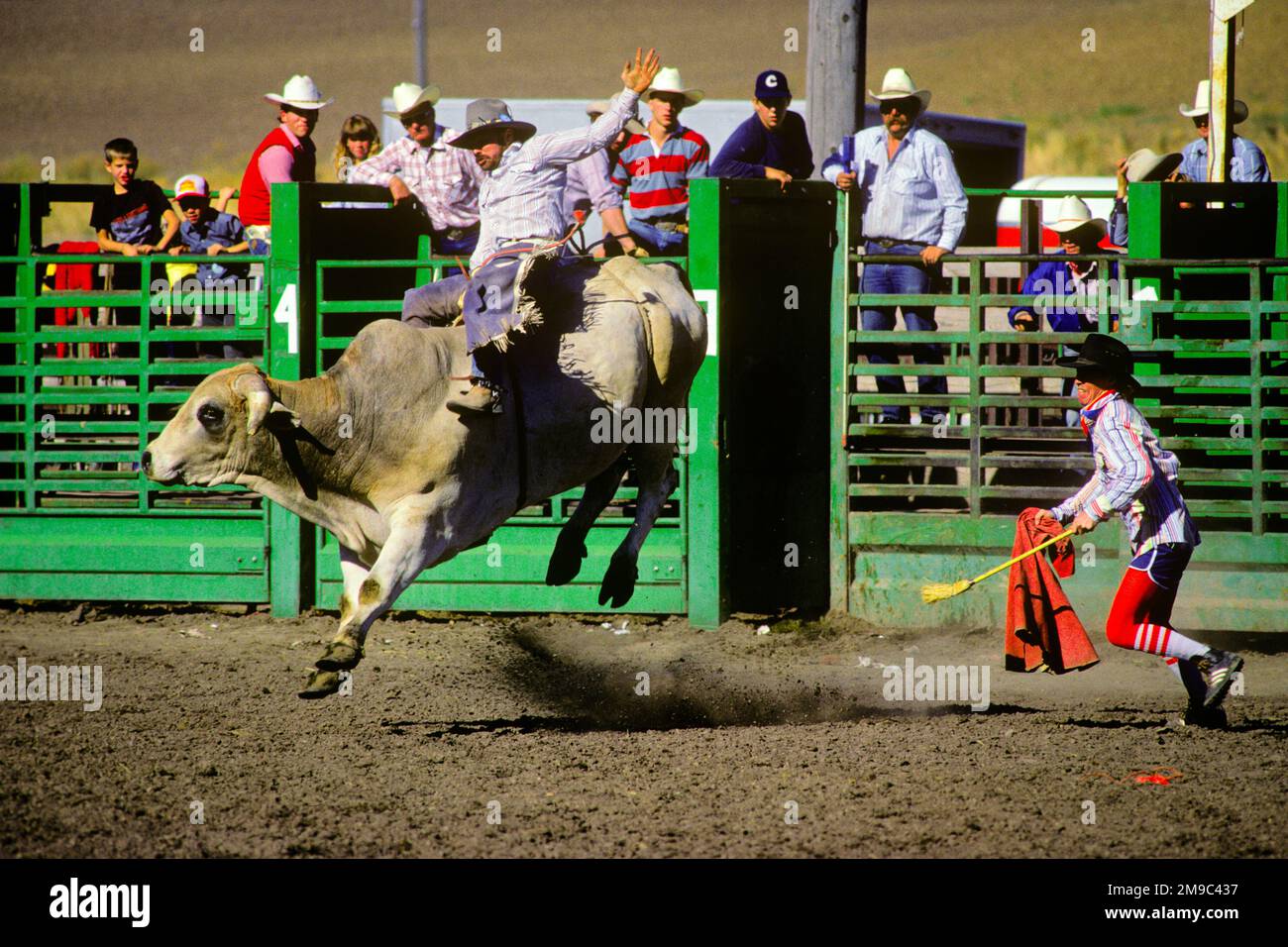 1980S UOMO RODEO BULL RIDER LASCIANDO LO SCIVOLO BUCKING PER INIZIARE 8 SECONDA CORSA PER PUNTEGGIO IL CLOWN DI SICUREZZA È VICINO PER LA PROTEZIONE - 103049 RWN001 HARS BEST WESTERN HAZARD COWBOYS RIDER BUCKING AVVENTURA FORZA PERICOLOSA CORAGGIO ECCITAZIONE PIÙ POTENTE RISCHIOSO SU OCCUPAZIONI PERICOLOSE SPORT PROFESSIONALI NON SICURI FUGA TENTATIVO DI PERICOLO BRAHMA BULL EQUITAZIONE SOGGIORNO CAUCASICO ETNIA VECCHIO STILE Foto Stock