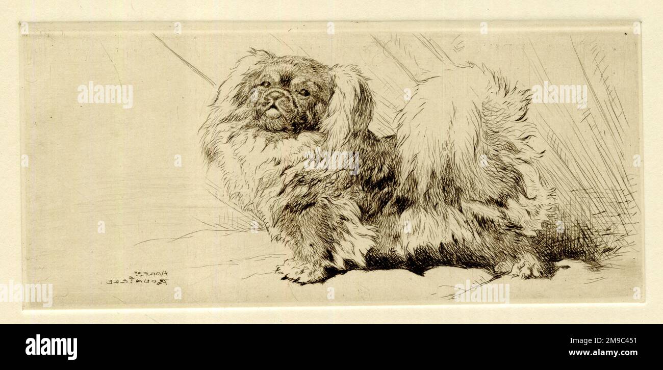 Cane pekingese, incisione originale di Harry Rountree (vedere 12270549 per l'immagine inversa). Foto Stock