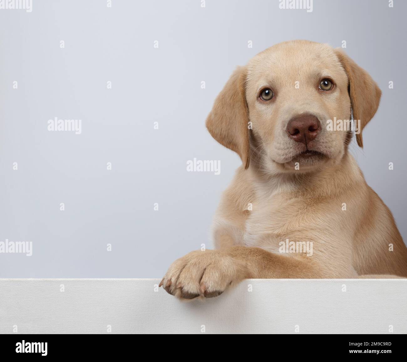 Sano labrador cucciolo ritratto guardando in fotocamera isolato Foto Stock