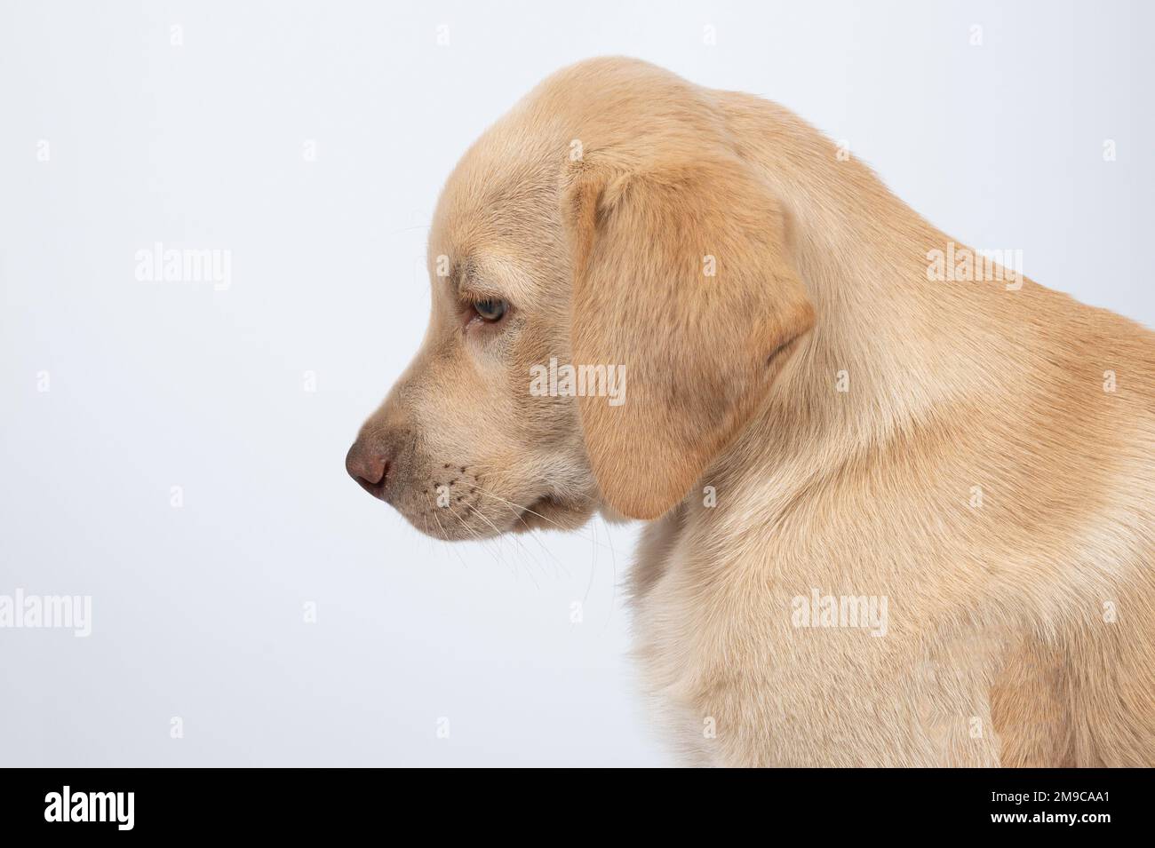 Profilo laterale labrador dog ritratto isolato su sfondo bianco studio Foto Stock